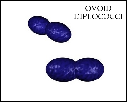 ovoid diplococci